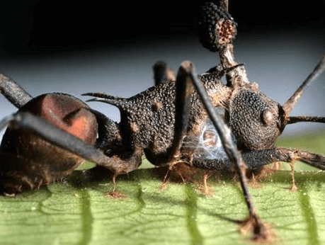 흥미로운 개미의 농업시스템, 곰팡이를 재배하는 개미?